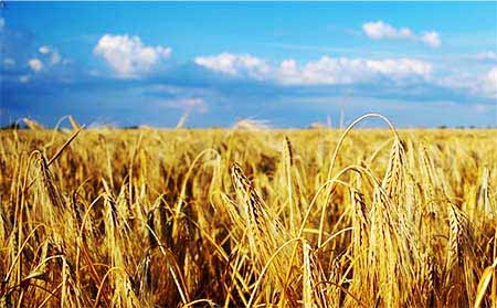 Poljoprivredno zemljište u Srbiji-cene i trendovi