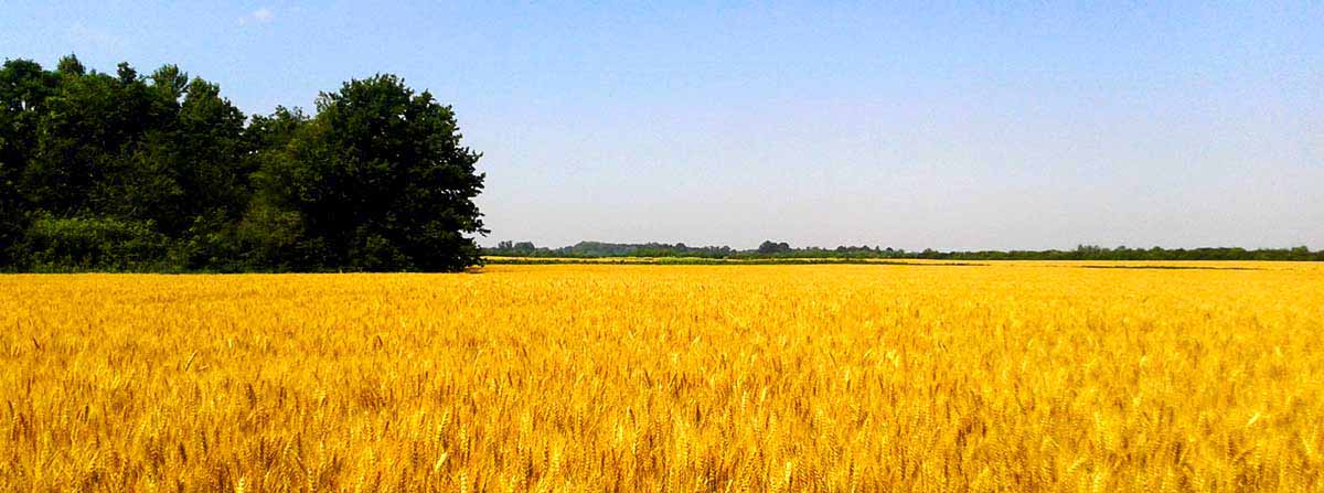 Polje sa pšenicom